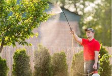 Effective Pest Control Strategies That Every Homeowner Should Follow