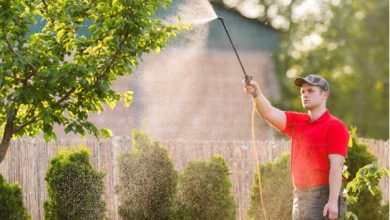 Effective Pest Control Strategies That Every Homeowner Should Follow