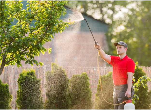 Effective Pest Control Strategies That Every Homeowner Should Follow