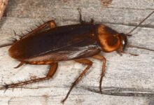 Cockroach Removal Tallawong – Effective Pest Control Solutions
