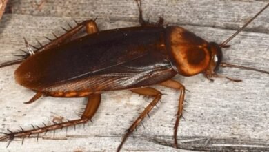 Cockroach Removal Tallawong – Effective Pest Control Solutions