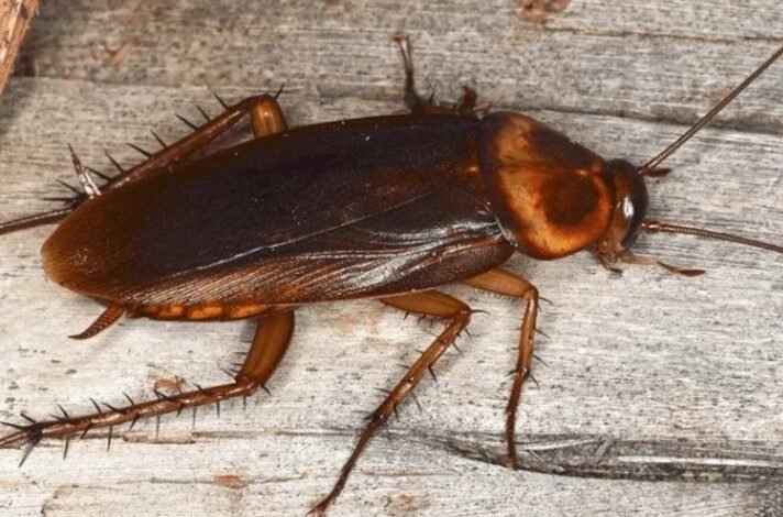 Cockroach Removal Tallawong – Effective Pest Control Solutions